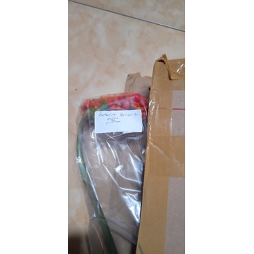 Tongkol Anthurium Veitchii Ori  -+200 Biji