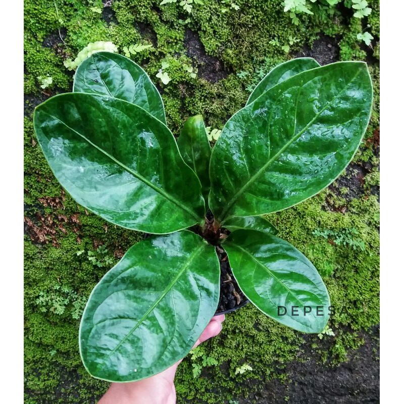 Anthurium jemani mangkok curly
