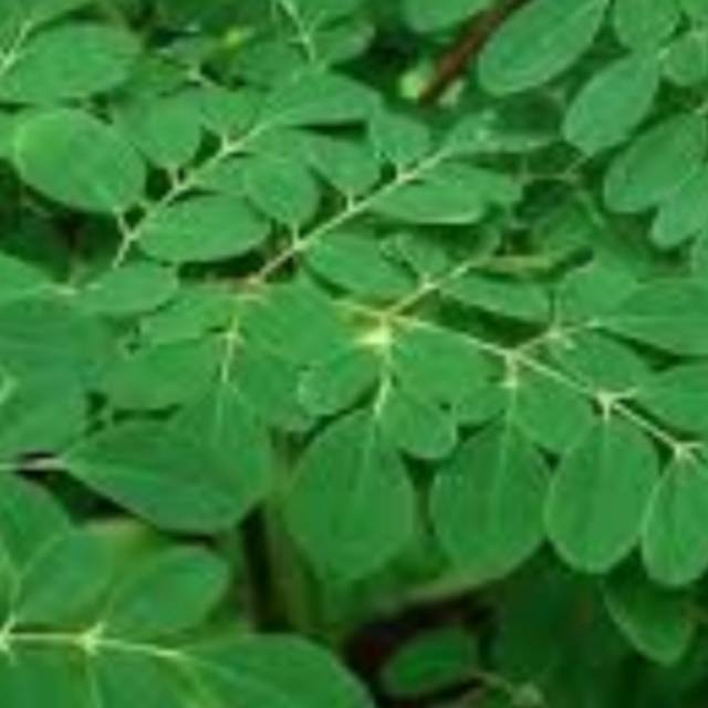

Daun kelor segar 1kg