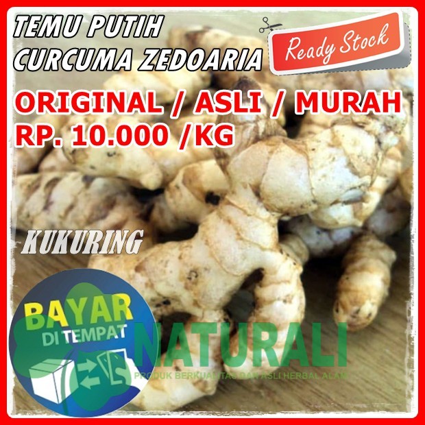 

TEMU PUTIH SEGAR 1KG CURCUMA ZEDOARIA FRESH KUNYIT KUNIR PUTIH TERMURAH