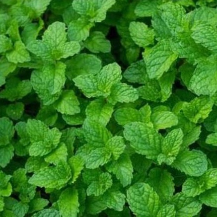 

100gr/ Daun Mint Segar/ Fresh Mint Leaves