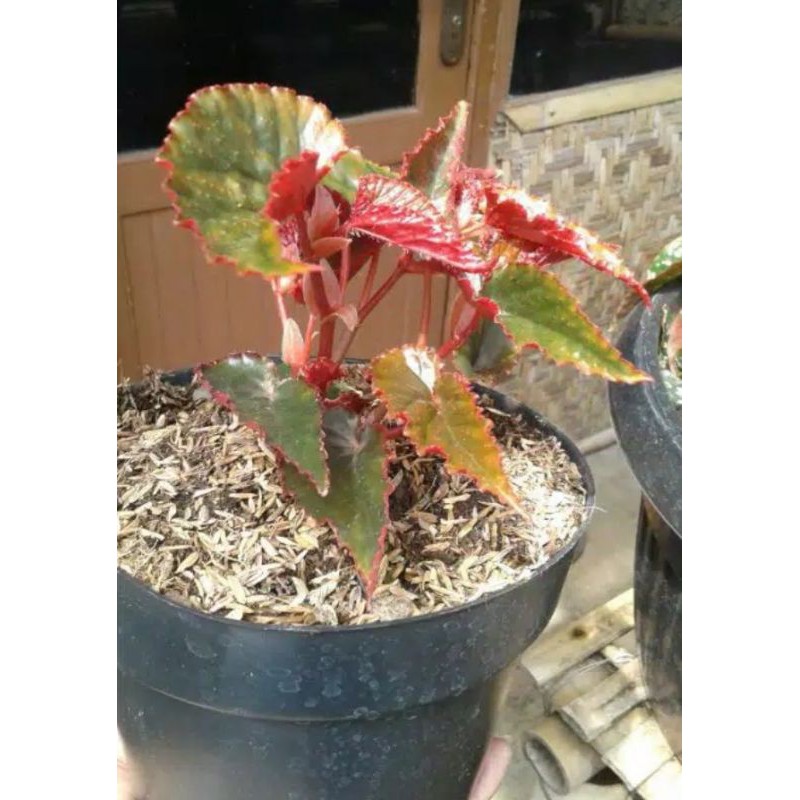 Tanaman Hias Begonia Polkadot Merah Classic.
