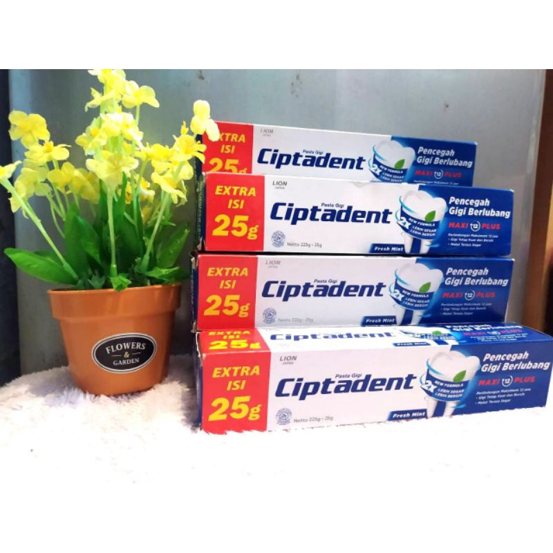 CIPTADENT 225gr/CIPTADENT/CIPTADENT MURAH/CIPTADENT JUMBO/CIPTADENT MAXI 12 PLUS