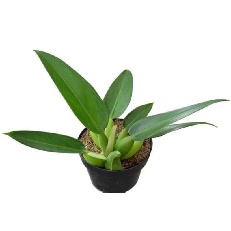 tanaman philodendron eceng/philo katak