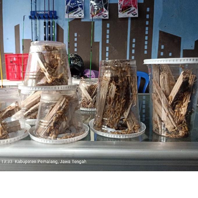 ❤[PROMO ⚡ALE]❤ TERLARIS  Rengas Umpan Ikan Wader Uceng paling murah