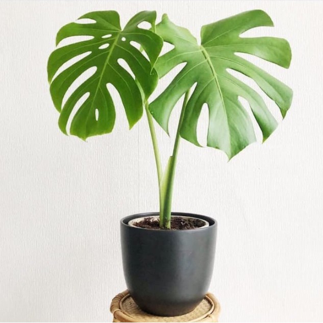 Tanaman hias montera giant king