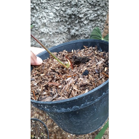 florida beauty variegata