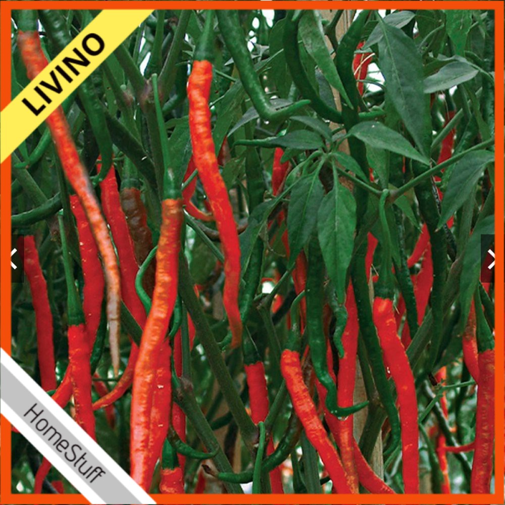 BIBIT BENIH KERITING CABE BIJI 20 Hibrida Cabe Benih F1 Tahan Cabai | Virus Cabai Hibrida Bibit LIVI