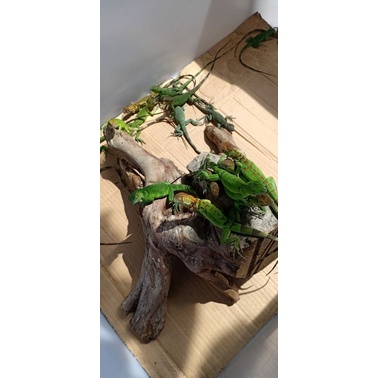 Iguana green baby beli 2 gratis 1 promo akhir taun