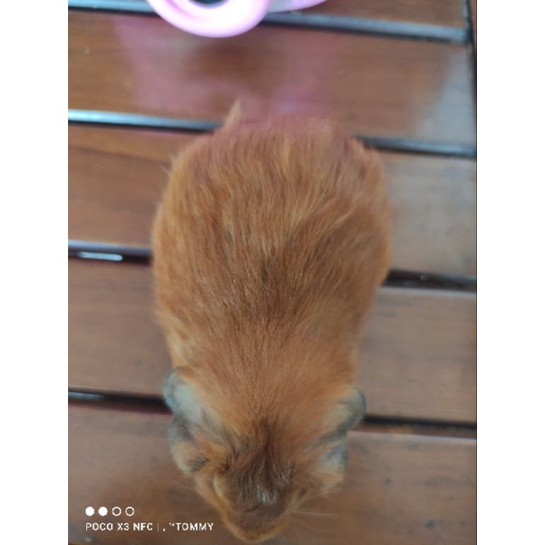 guinea pig american red boar