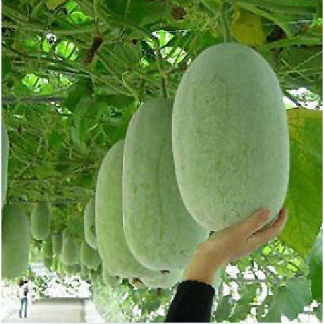 Buah Kundur Winter Melon Beligo Baligo Bligo Blonceng Benincasa Hispida Shopee Indonesia