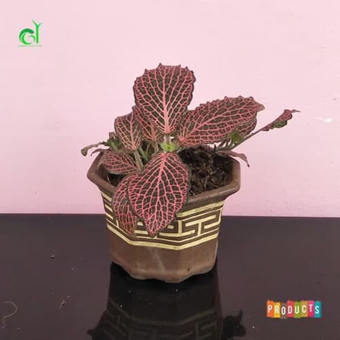 Tanaman fittonia verschaffeltii red veins daun merah