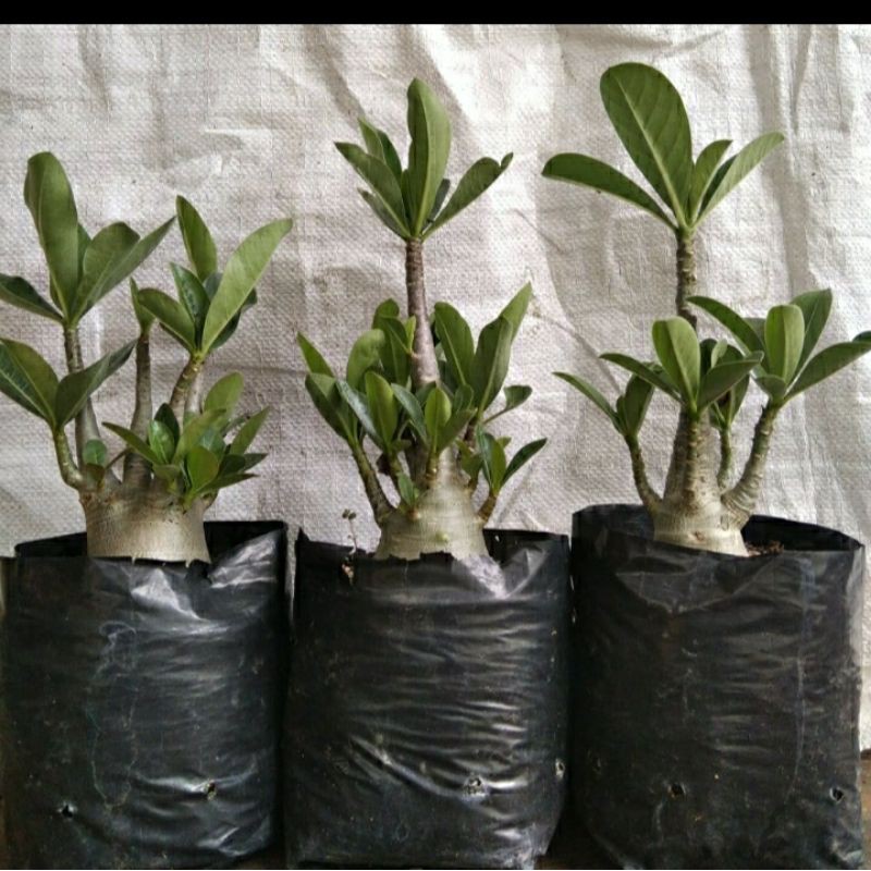 promo PROMO paket 3 adenium karakter arabicum hybrid tri collection shop