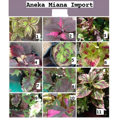 Aneka Miana Import