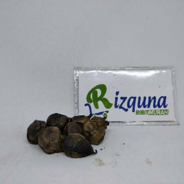 

Bawang hitam super