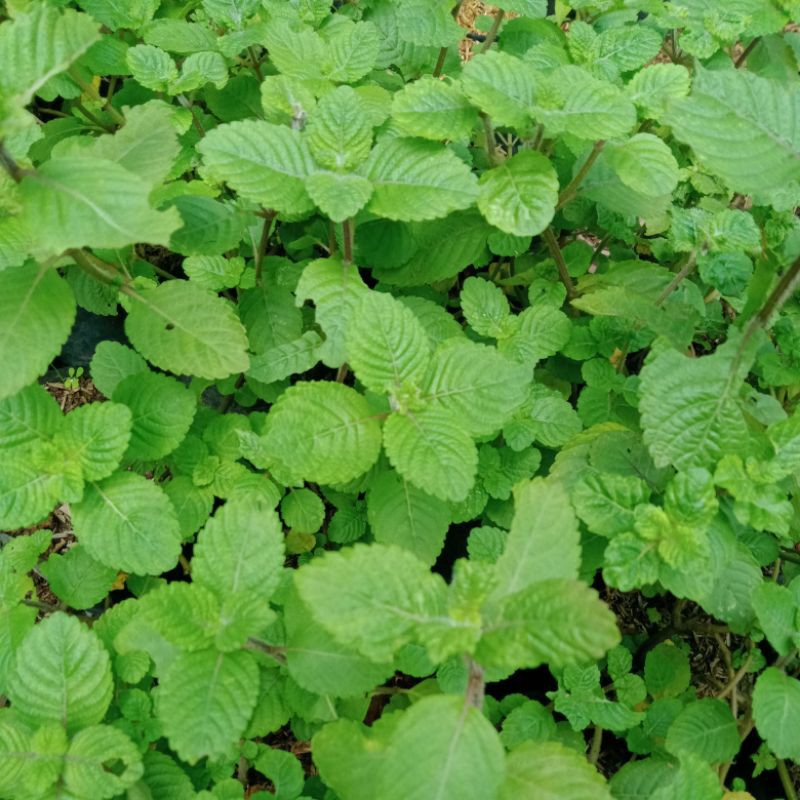 tanaman cincau hitam/janggelan