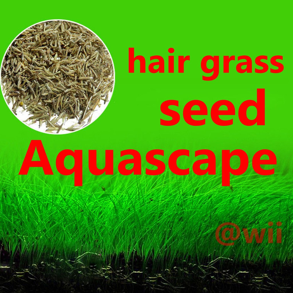 Bibit Benih Tanaman Air Mini Hair Grass Hairgrass Seed Aquascape Aquarium