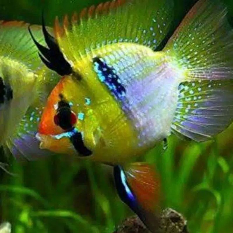 ikan remirezi germay