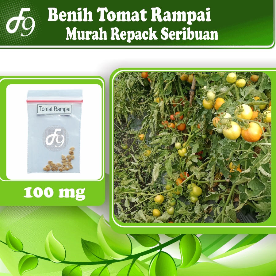 Benih Bibit Tomat Rampai Murah Repack Seribuan