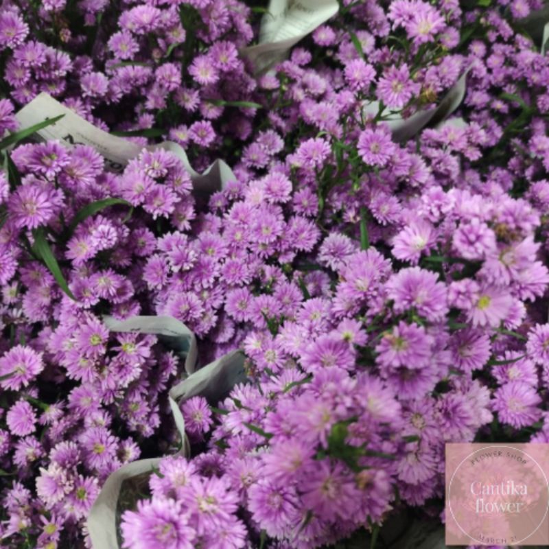 bunga pikok ungu asli fresh