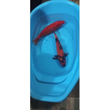 ikan koi Hi utsuri 40bu sertifi