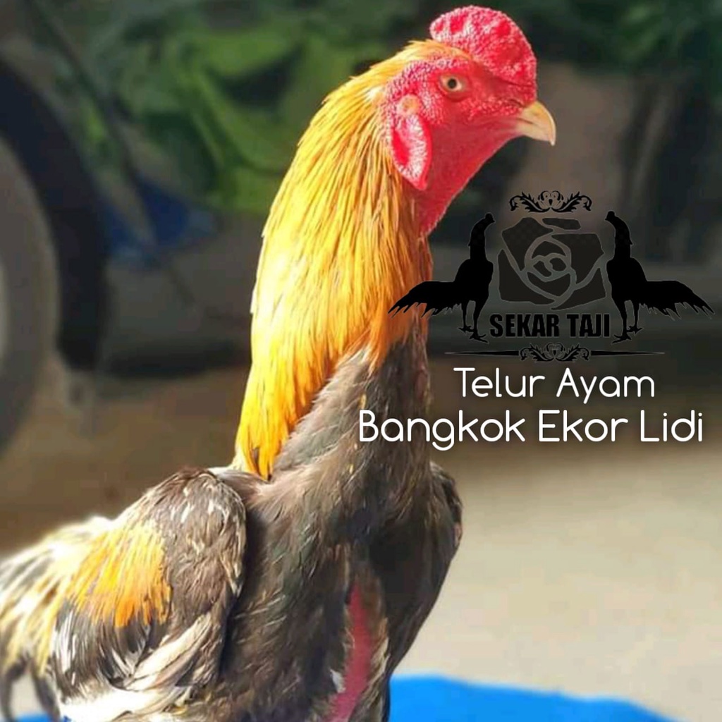 telur asli ayam bangkok ekor lidi aduan