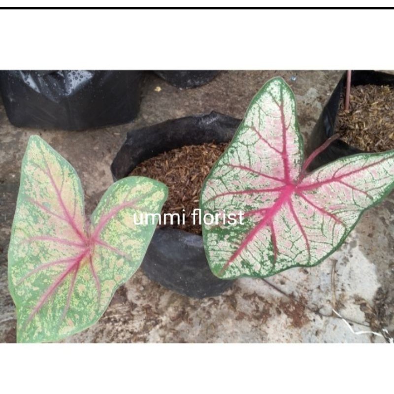 keladi red bone