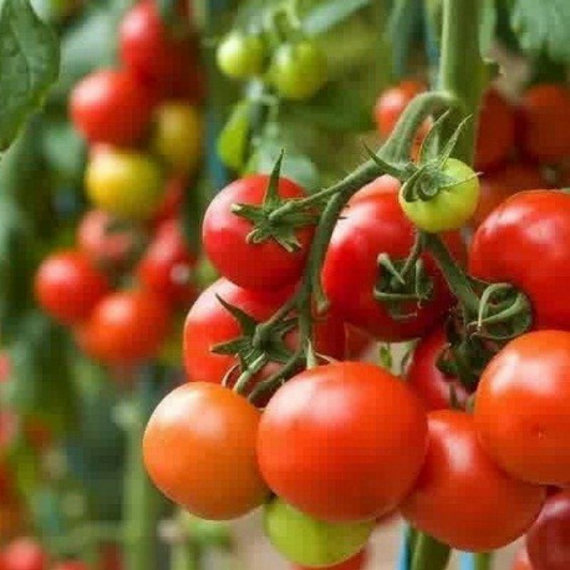 BENIH TOMAT BESAR TOMAT SAYUR TOMAT TIMOTY TOMAT HIDROPONIK isi 2 bungkus