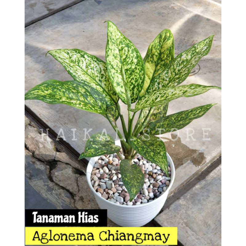 Tanaman Hias Aglonema chiangmay - Aglonema ciangmay - hiasan taman aglonema