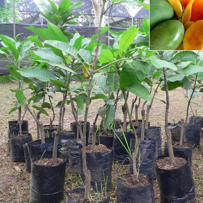 SUPER BIBIT MANGGA MANALAGI POHON MANGGA BIBIT BUAH MANGGA MANALAGI *_$