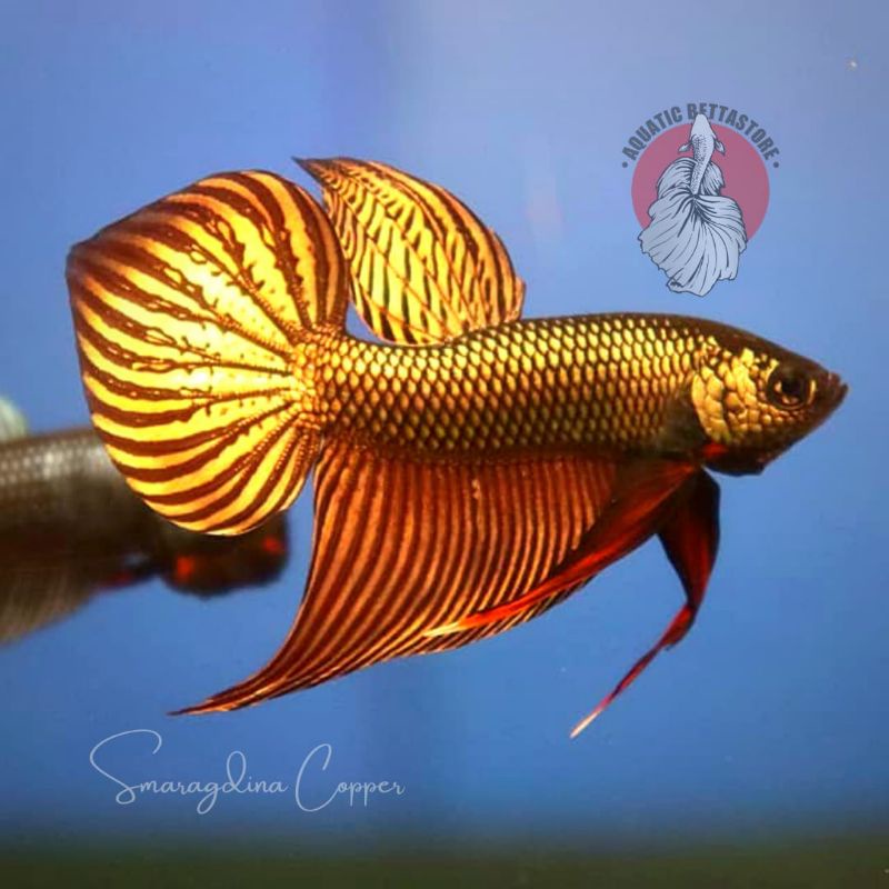 wild betta smaragdina copper