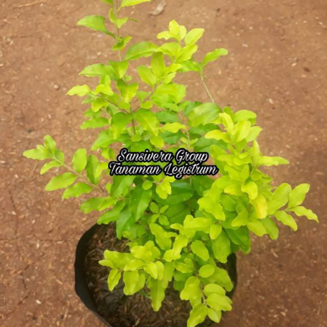 Tanaman Legistrum Daun Kuning Pohon Legistrum Shopee Indonesia