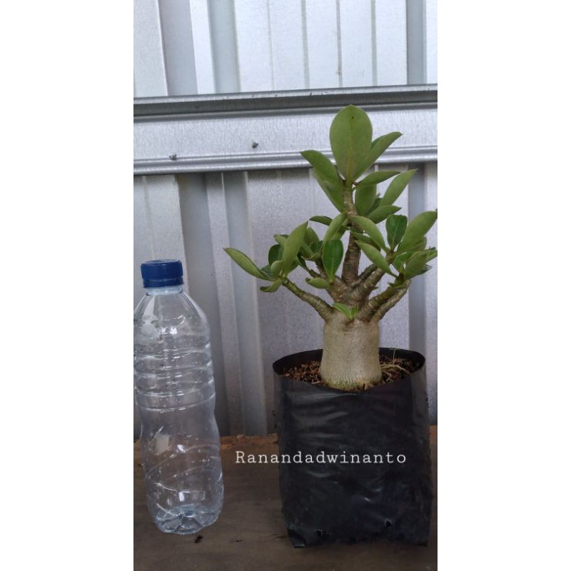 Adenium GODJI PURE. asal seed import.ADA BONUSNYA JUGA