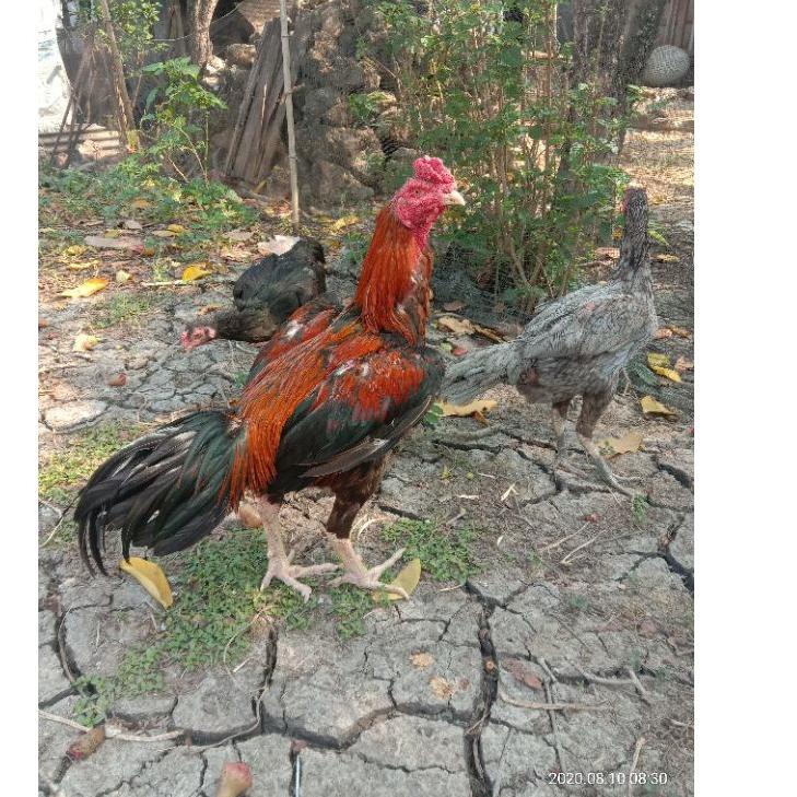 

[KODE ZGP8N] Telur fertil ayam bangkok super, pacek tinggi besar ukur 6,petarung Handal