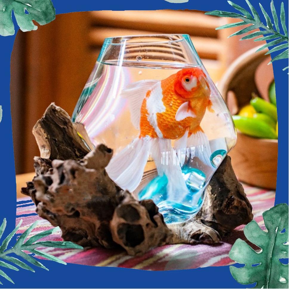 ↘ AQUARIUM CUPANG | AQUARIUM BULAT IKAN HIAS | AKUARIUM | AQUASCAPE | AQUARIUM KACA | AQUARIUM MINI