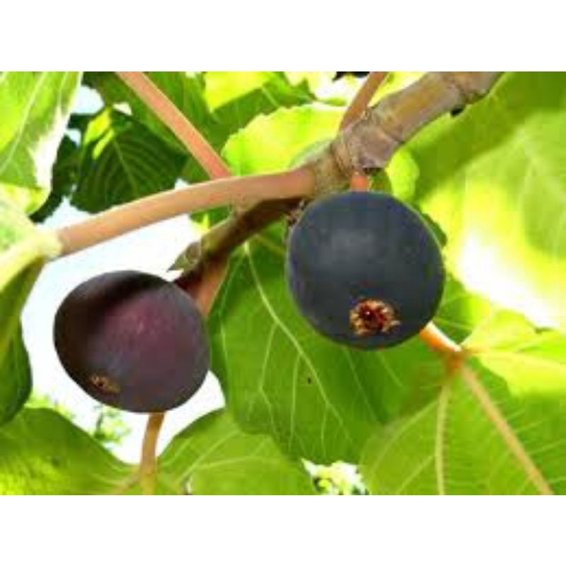 bibit buah tin jeni hava super manis