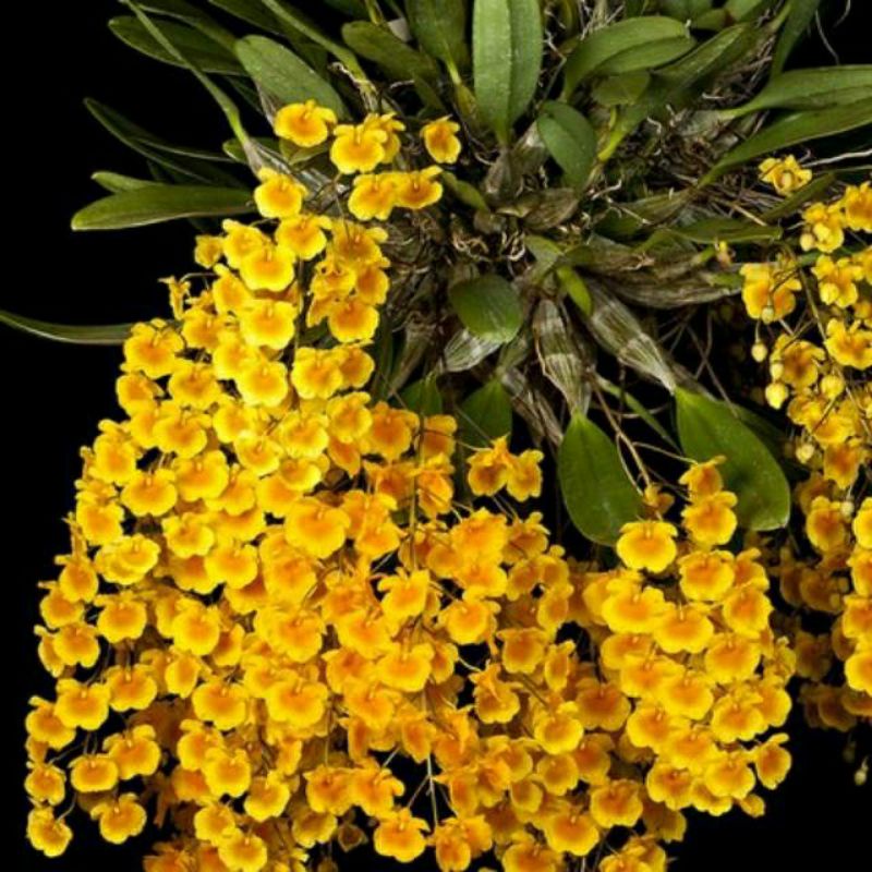 Anggrek Dendrobium Agregatum