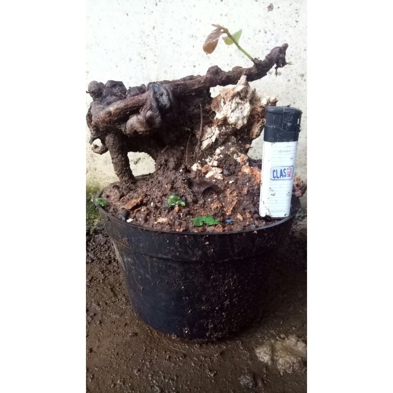 bahan bonsai wuni/buni small prospek berkarakter