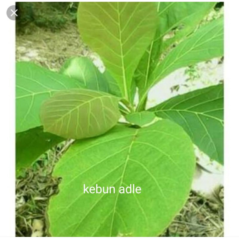 

daun jati segar