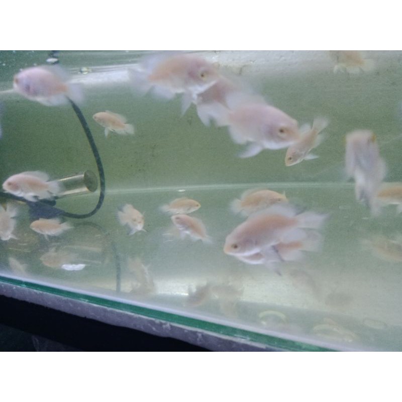 OSCAR TIGER ALBINO SLAYER