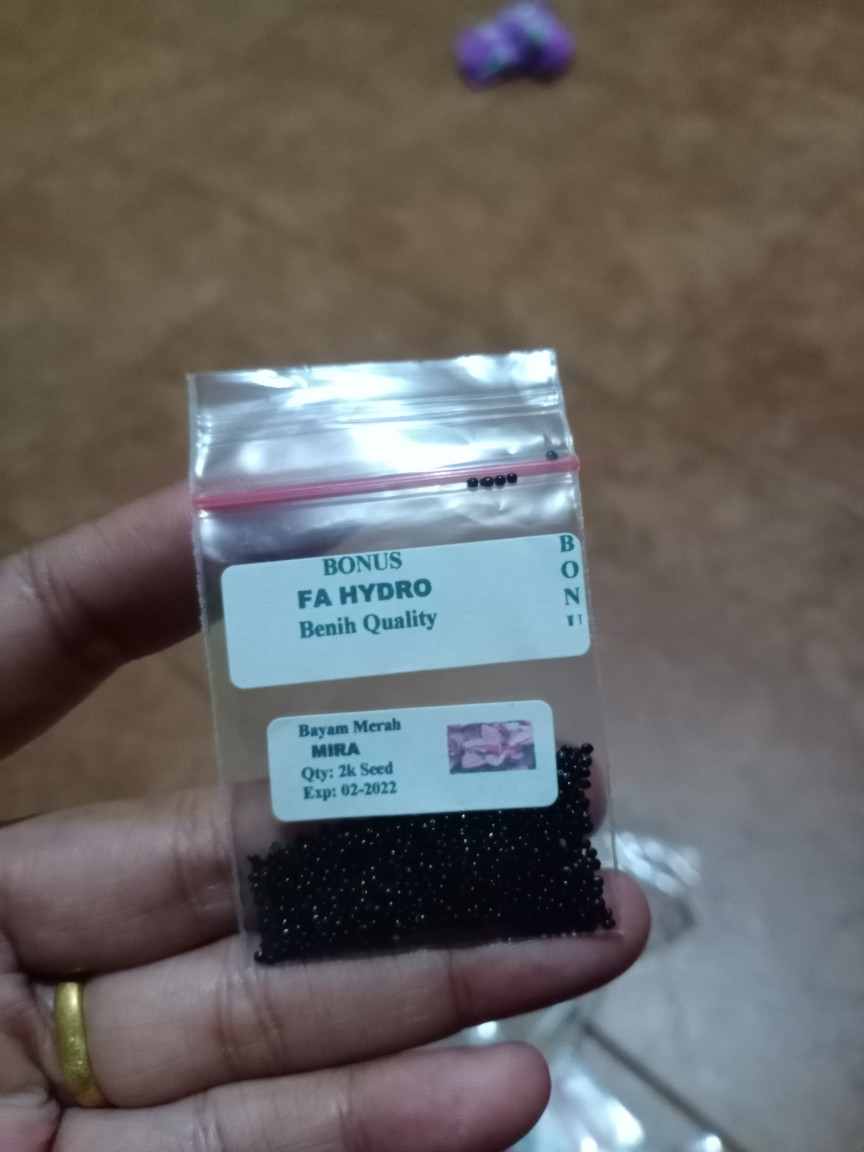 500 Biji - Benih Seledri Tall Utah Celery Tall Utah Seledri Batang Besar Seledri Stik