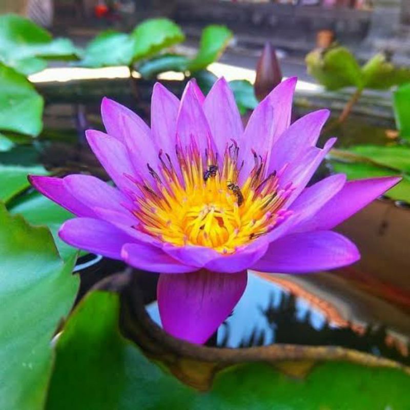Tanaman hias TERATAI sudah berbunga, Tanaman Air Teratai, Teratai Air