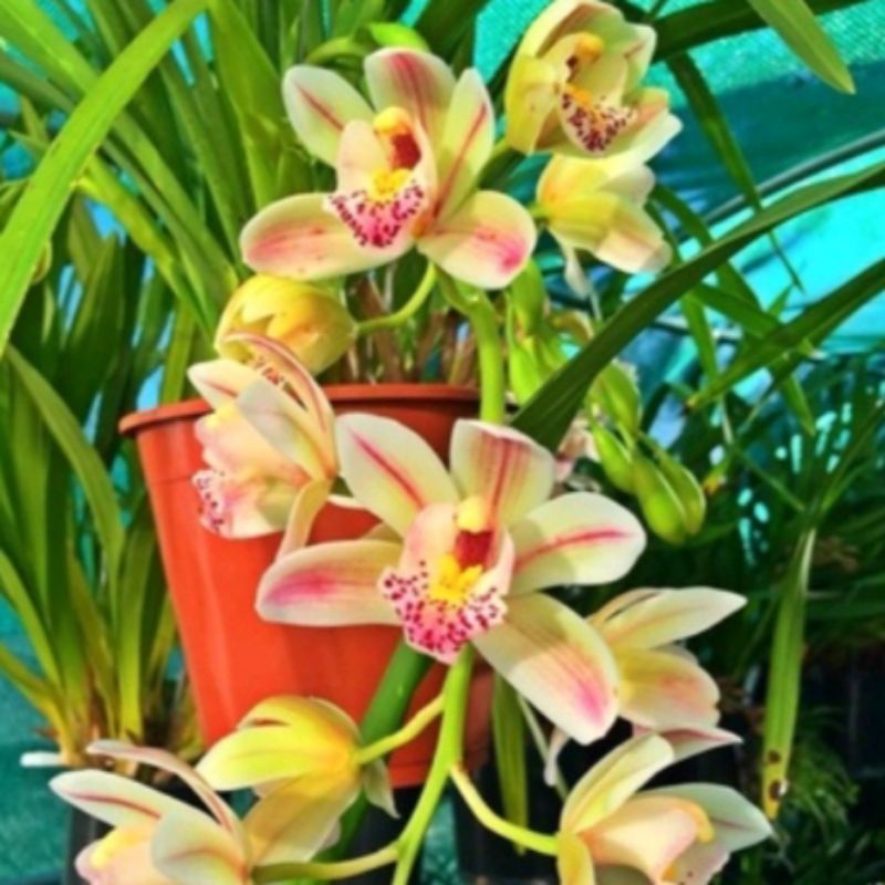 tanaman anggrek tanah bibit tanaman hias bunga anggrek tanah/bibit tanaman hias bunga anggrek tanah 