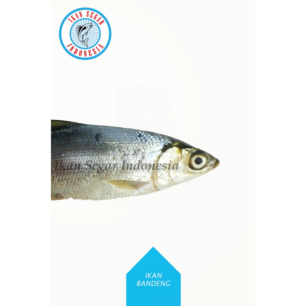 

IKAN BANDENG SUPER FRESH/ 3-4 ekor / 900-1000 gr