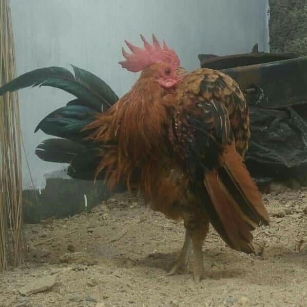 Telor Ayam Serama Asli Tipe Selam Ideal Terah Kontes