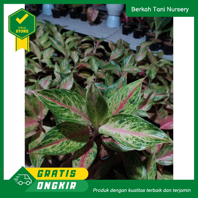 Aglonema cantik Aglaonema Golden Sweet // Aglonema murah Aglaonema grosir