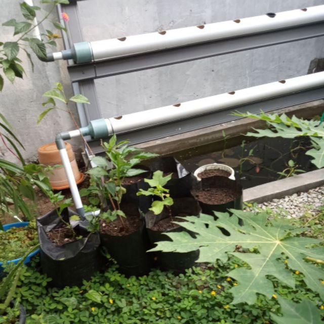 Bibit Tanaman Buah Tin Green Jordan Bibit Super Bibit Unggul