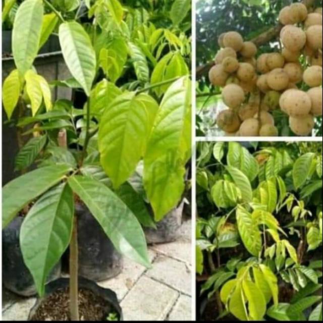 bibit duku non biji