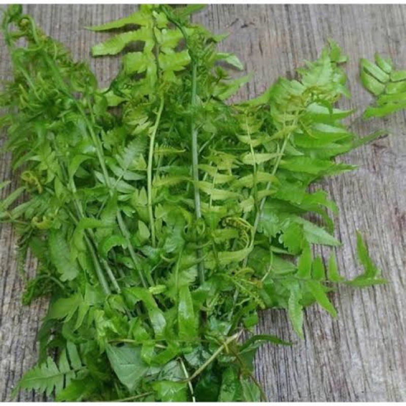 

Daun Pakis / Ikat