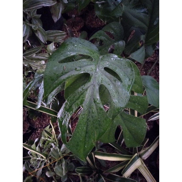 monstera pertusa